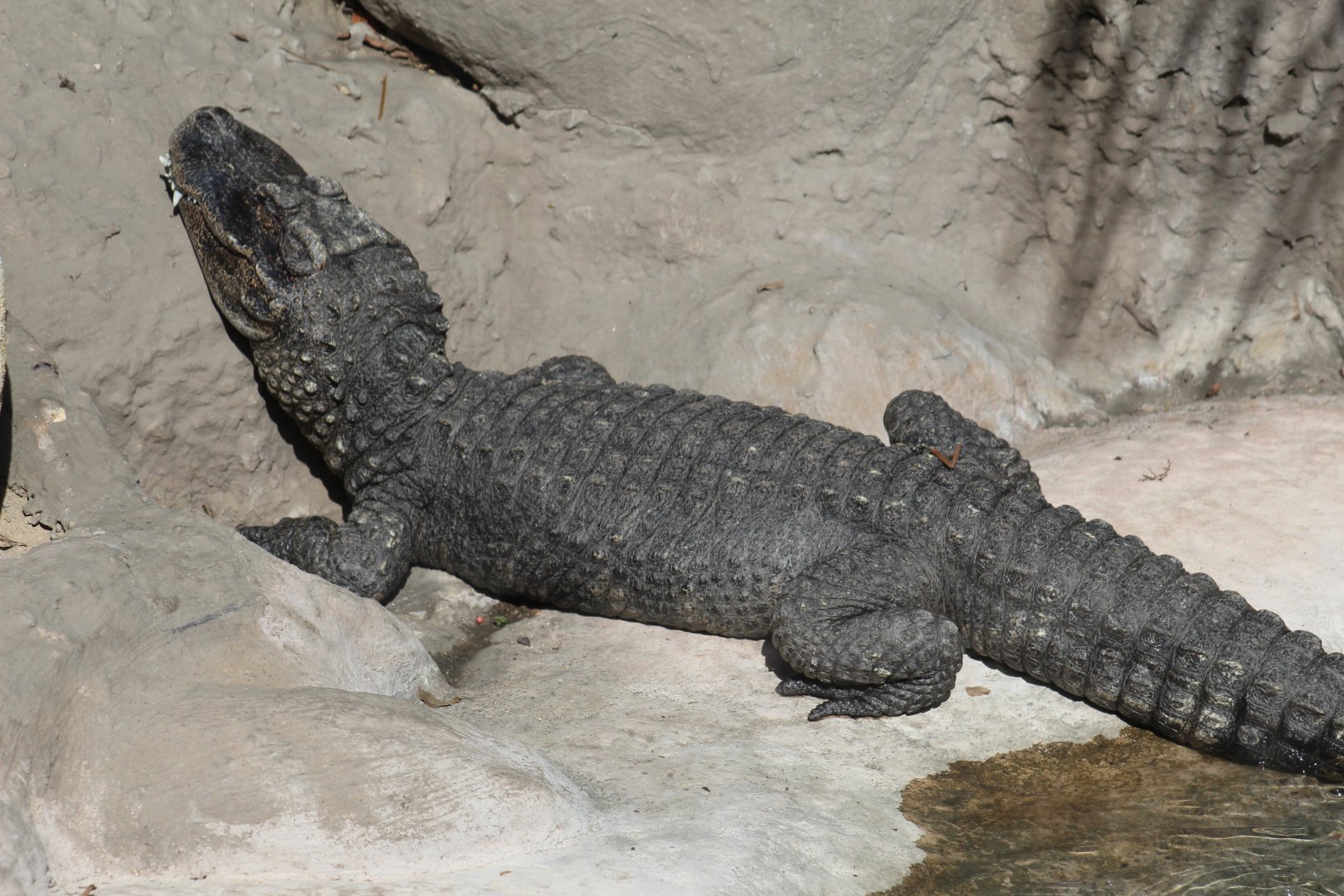 Chinese Alligator