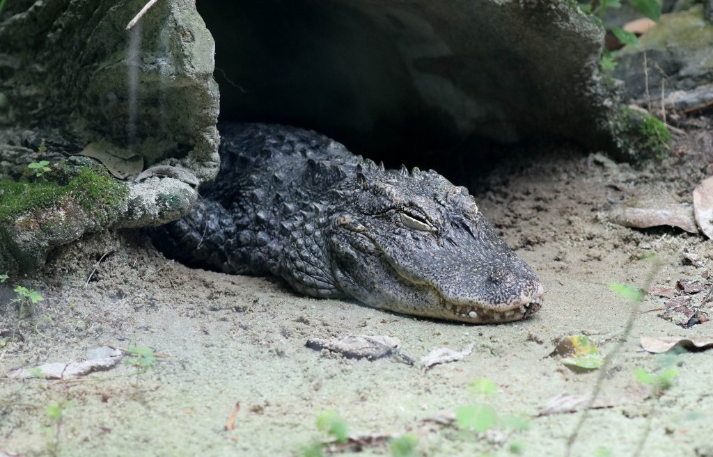 Chinese Alligator