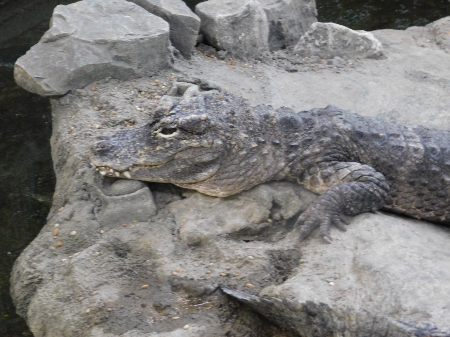Chinese Alligator