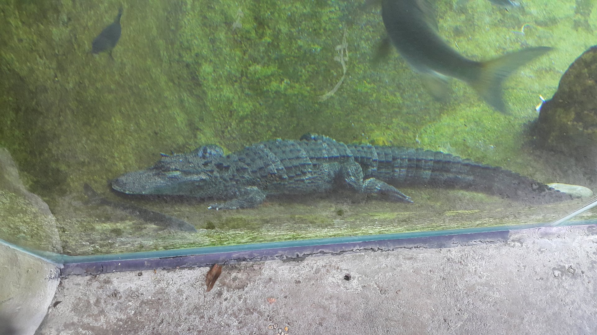 Chinese Alligator