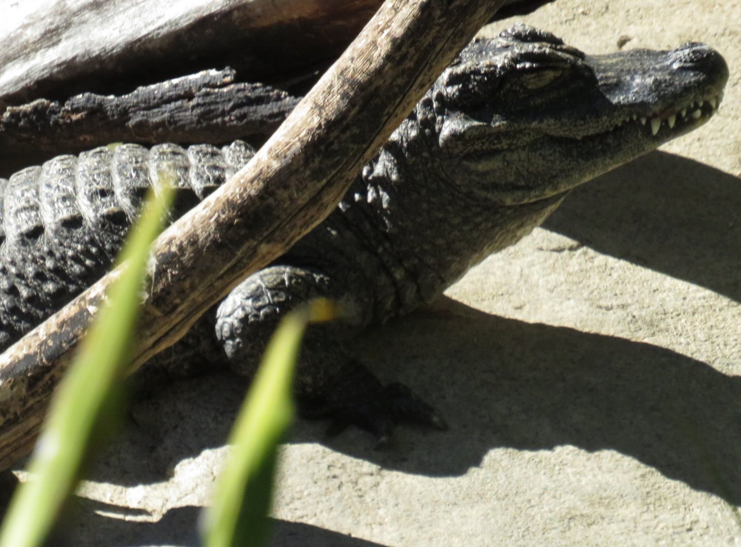 Chinese alligator