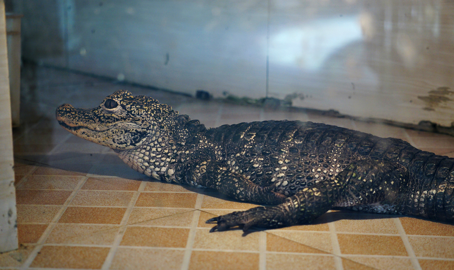 Chinese alligator