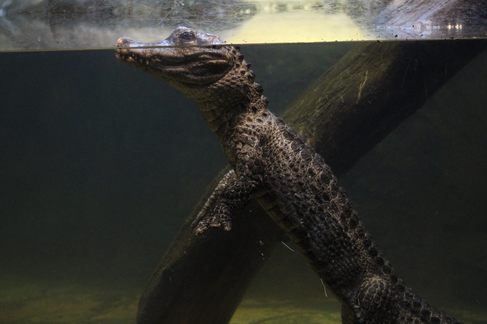 Chinese Alligator