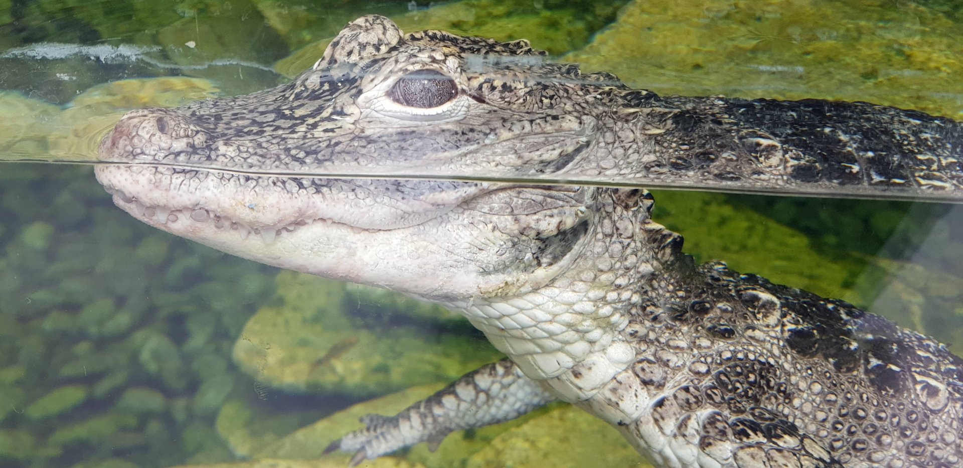 Chinese alligator