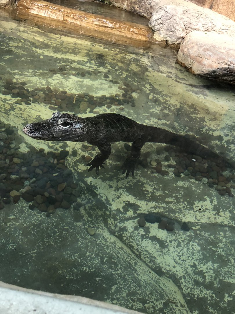 Chinese Alligator