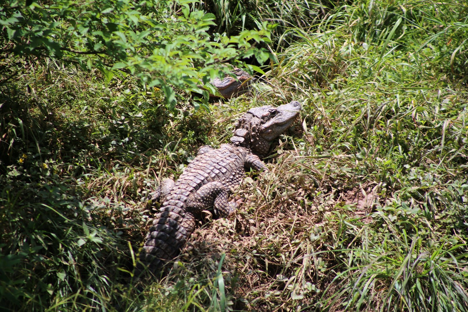 Chinese Alligator