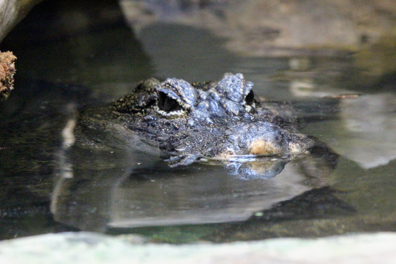 Chinese Alligator