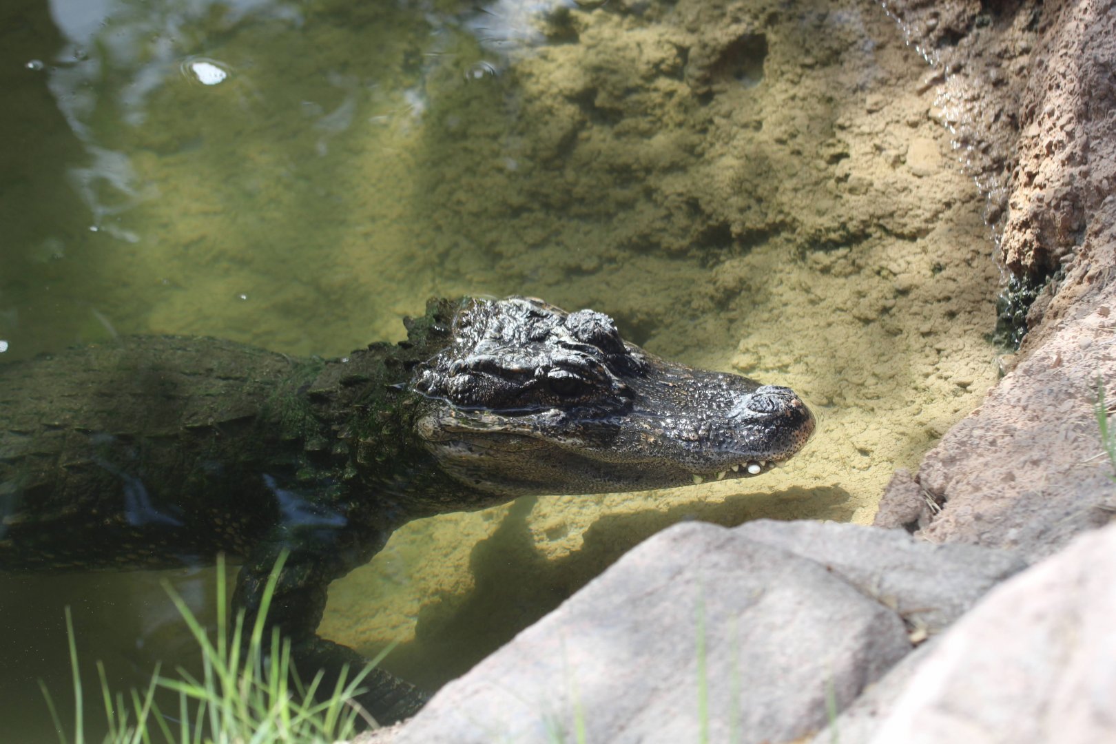 Chinese Alligator