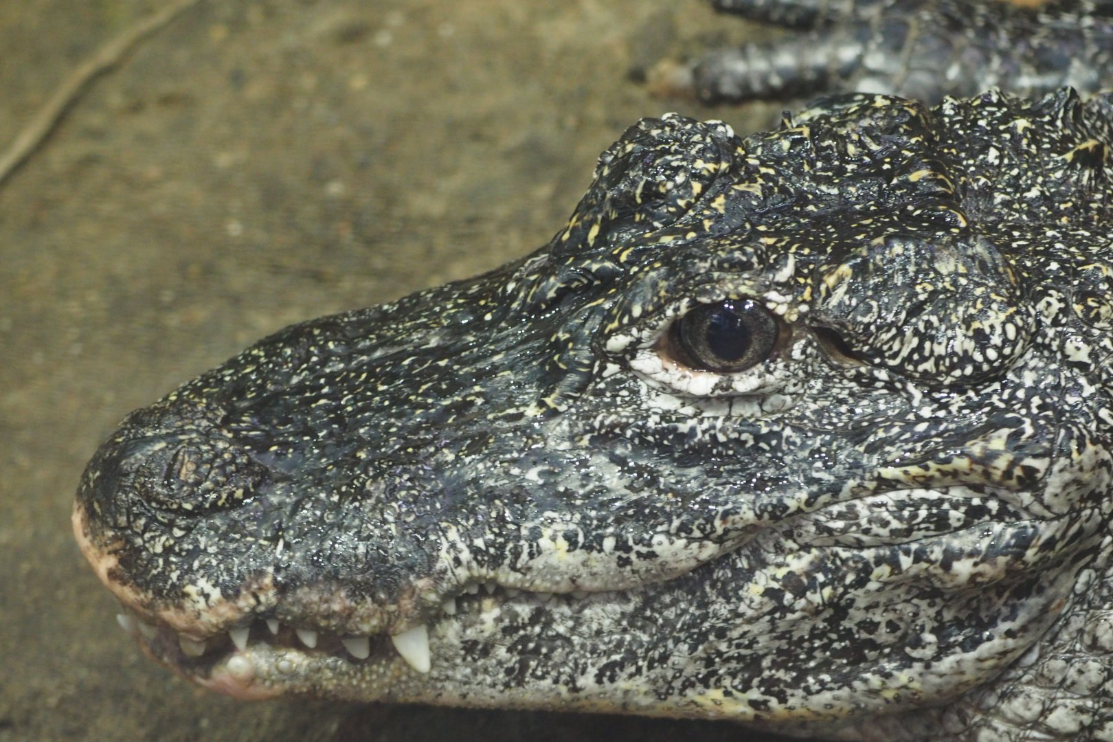 Chinese alligator