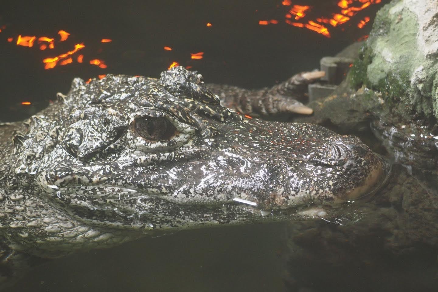 Chinese alligator