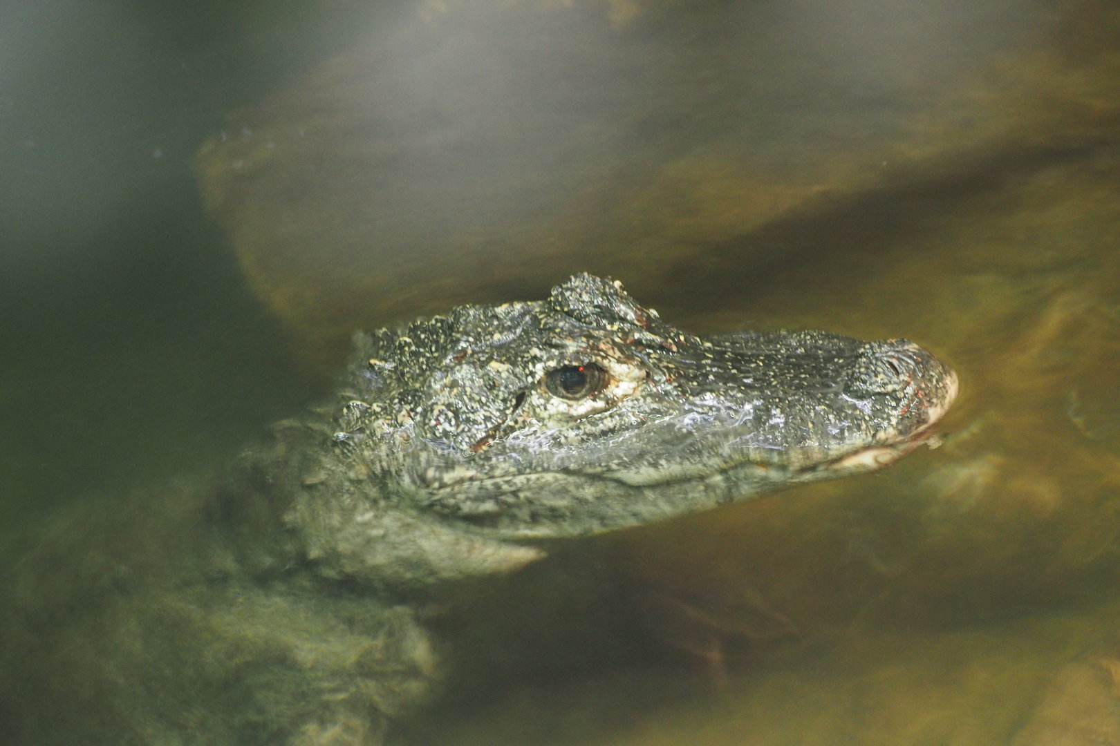 Chinese Alligator