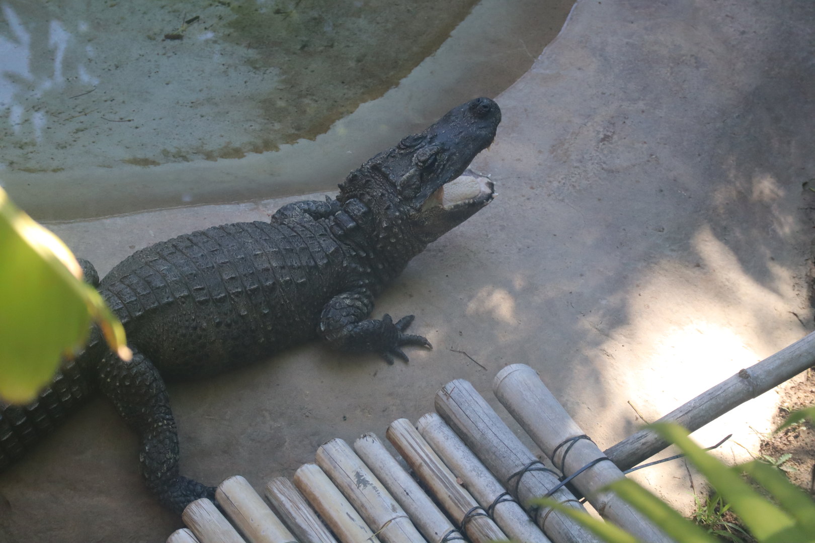 Chinese Alligator
