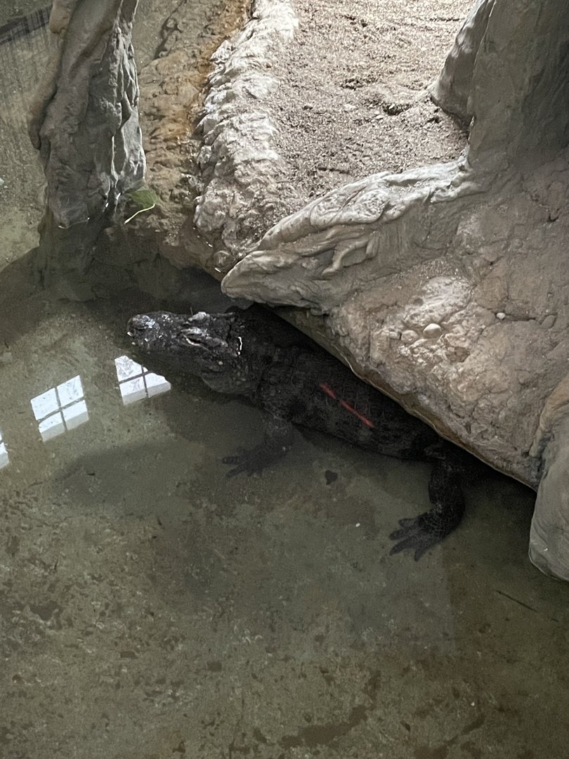 Chinese Alligator
