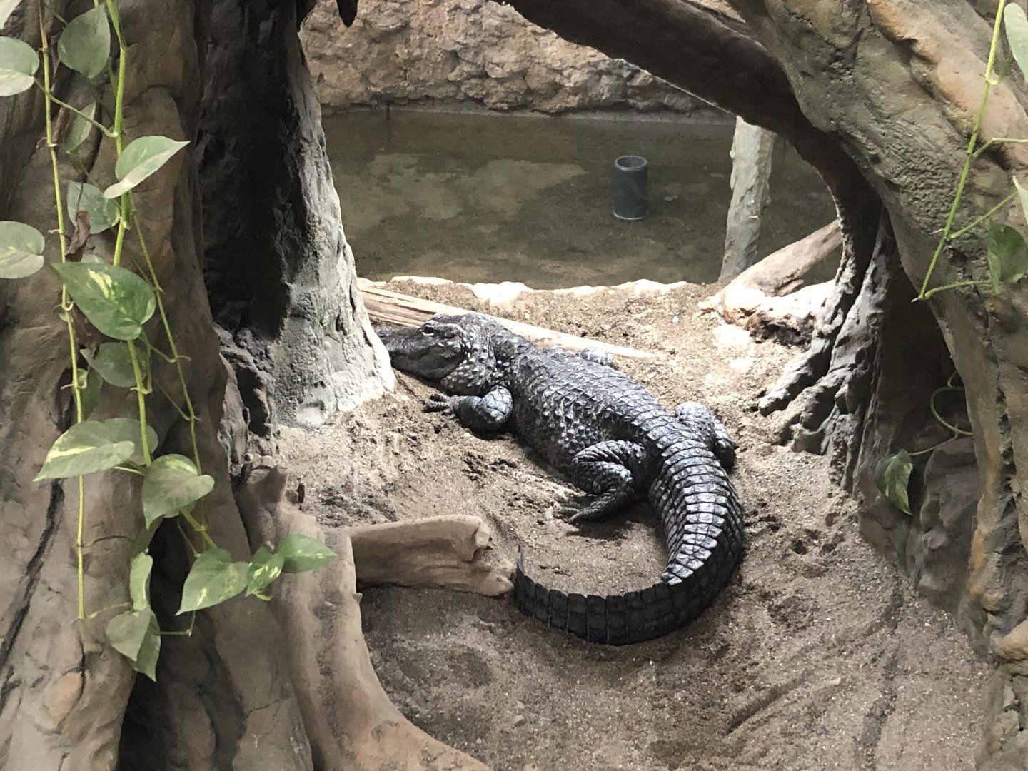 Chinese Alligator
