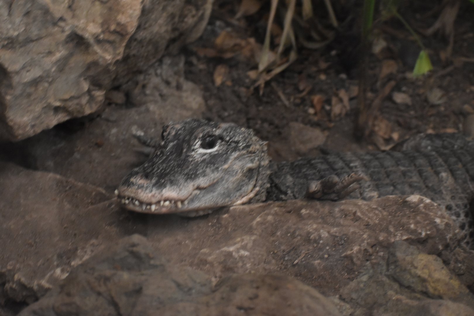 Chinese Alligator