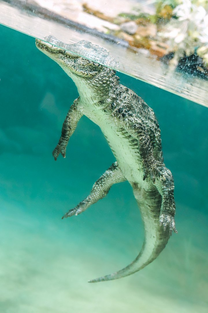 Chinese alligator