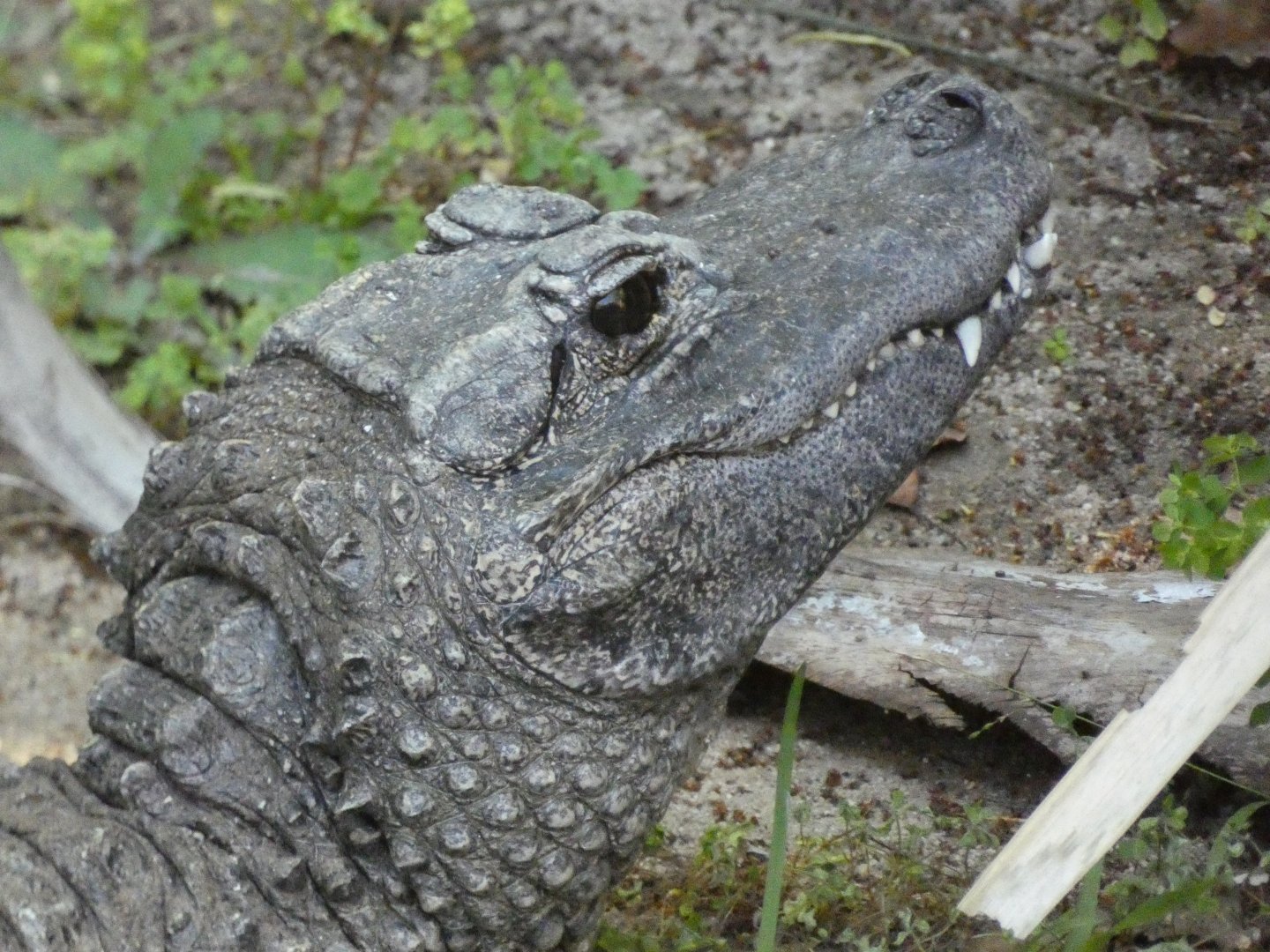 Chinese alligator