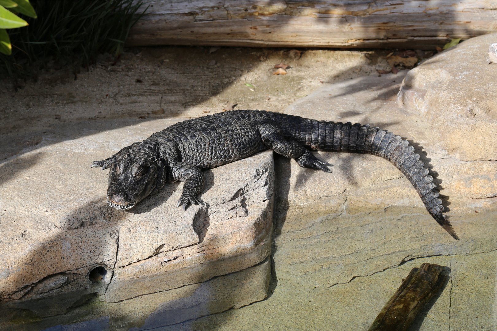 Chinese Alligator