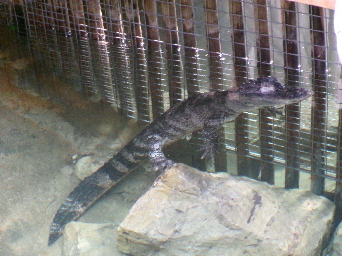 Chinese alligator