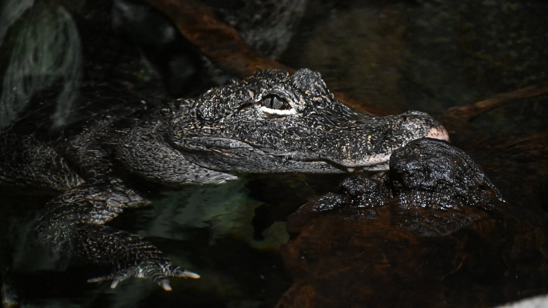 Chinese alligator