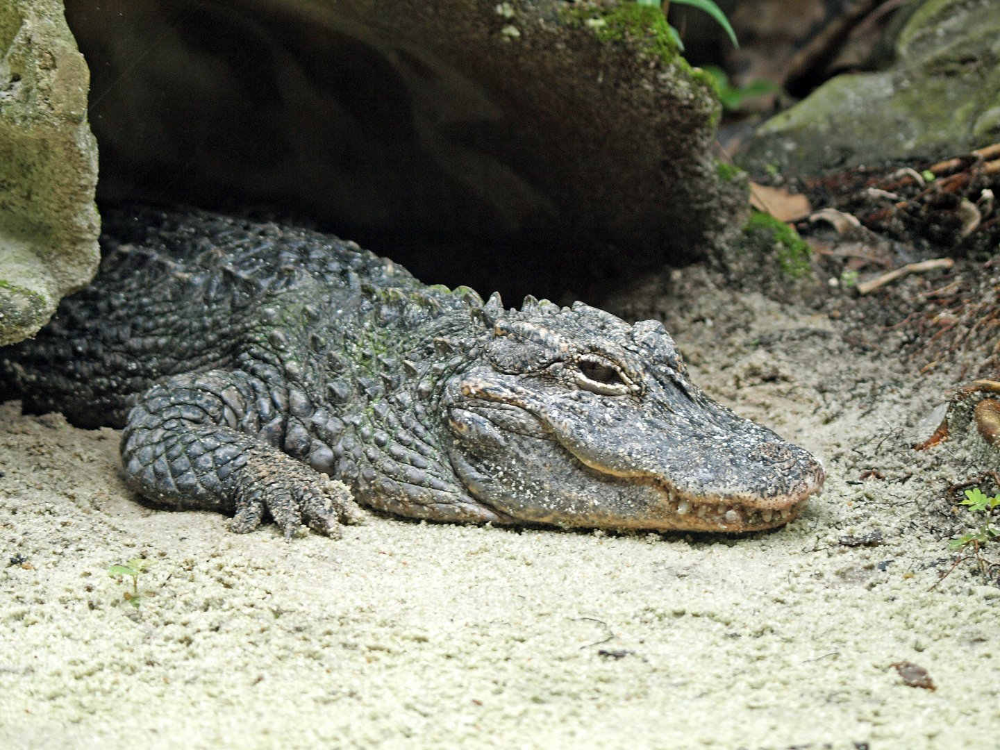 Chinese alligator