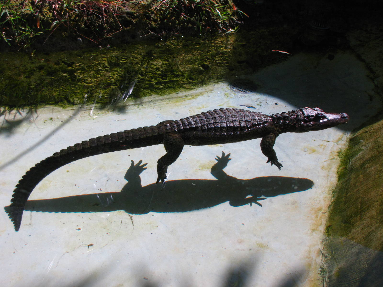 Chinese Alligator