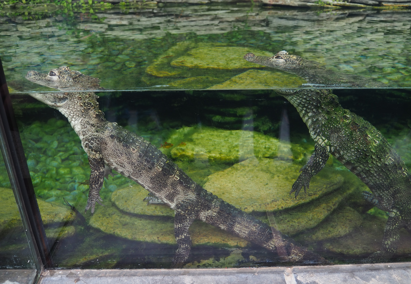 Chinese alligators (Alligator sinensis), 2019-10-05