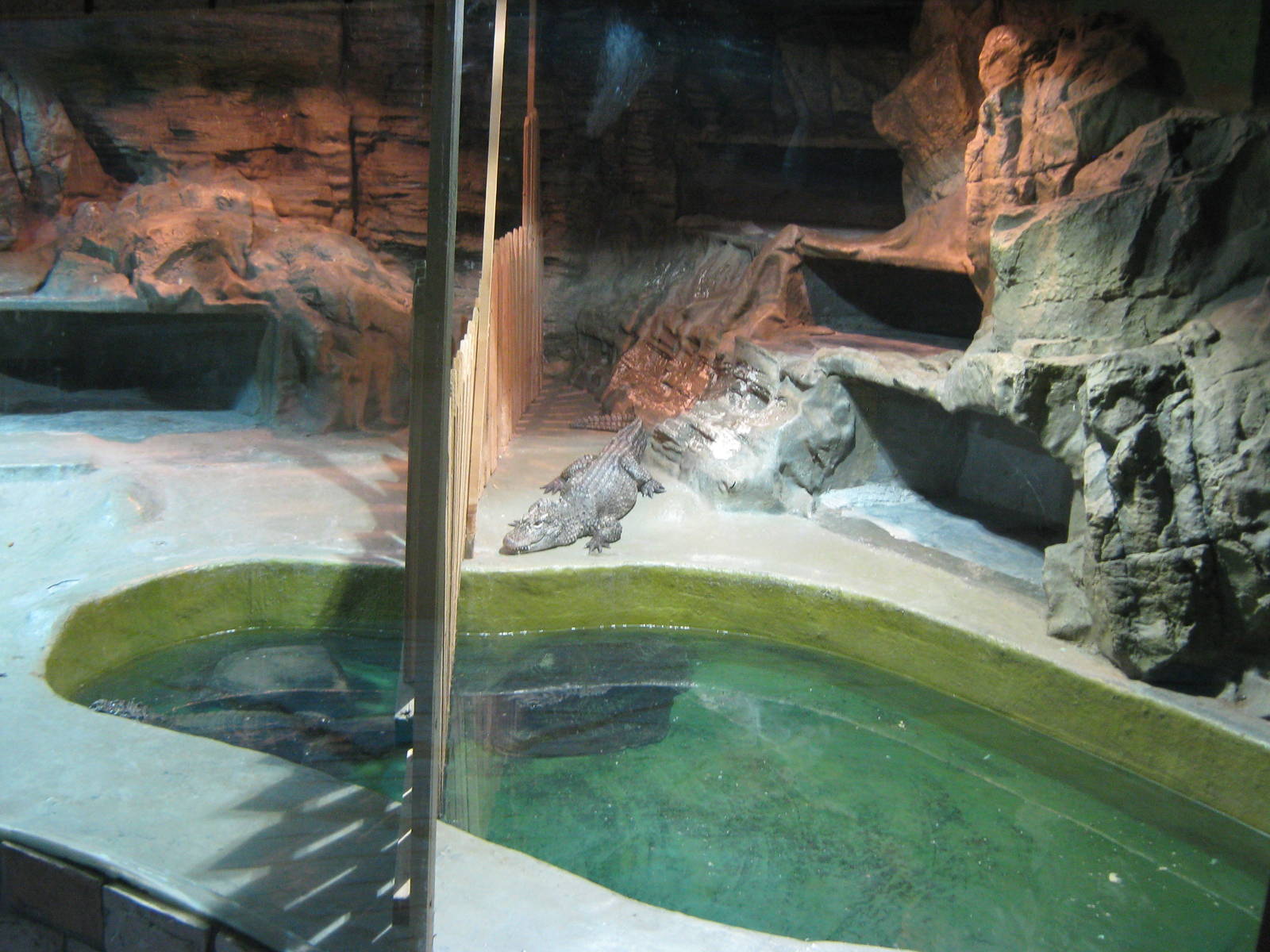 Chinese alligators (Alligator sinensis)