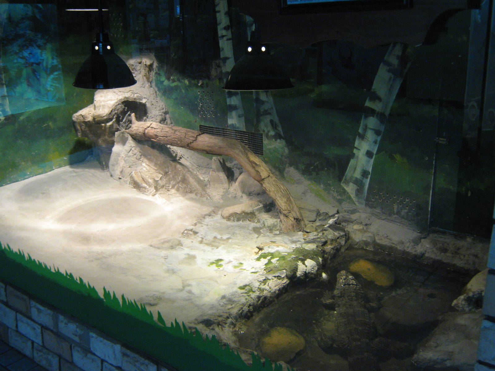 Chinese alligators (Alligator sinensis)