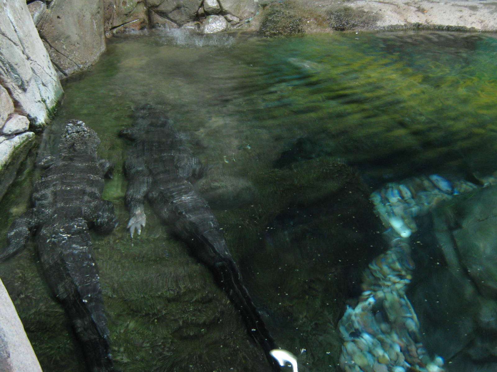 Chinese alligators (Alligator sinensis)