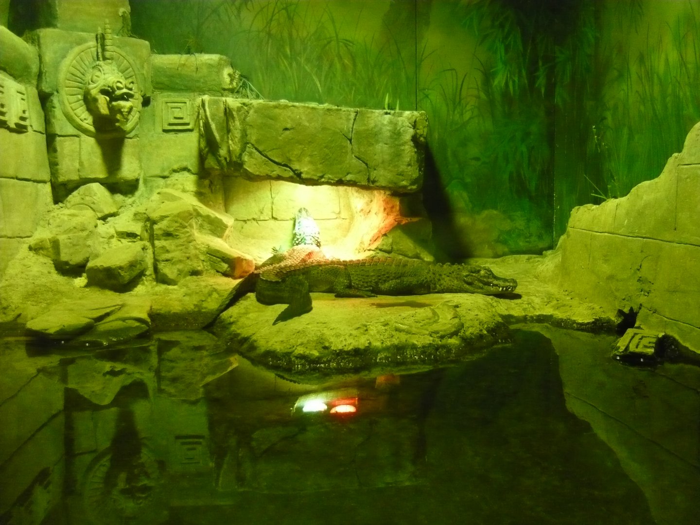 Chinese alligators (Alligator sinensis)