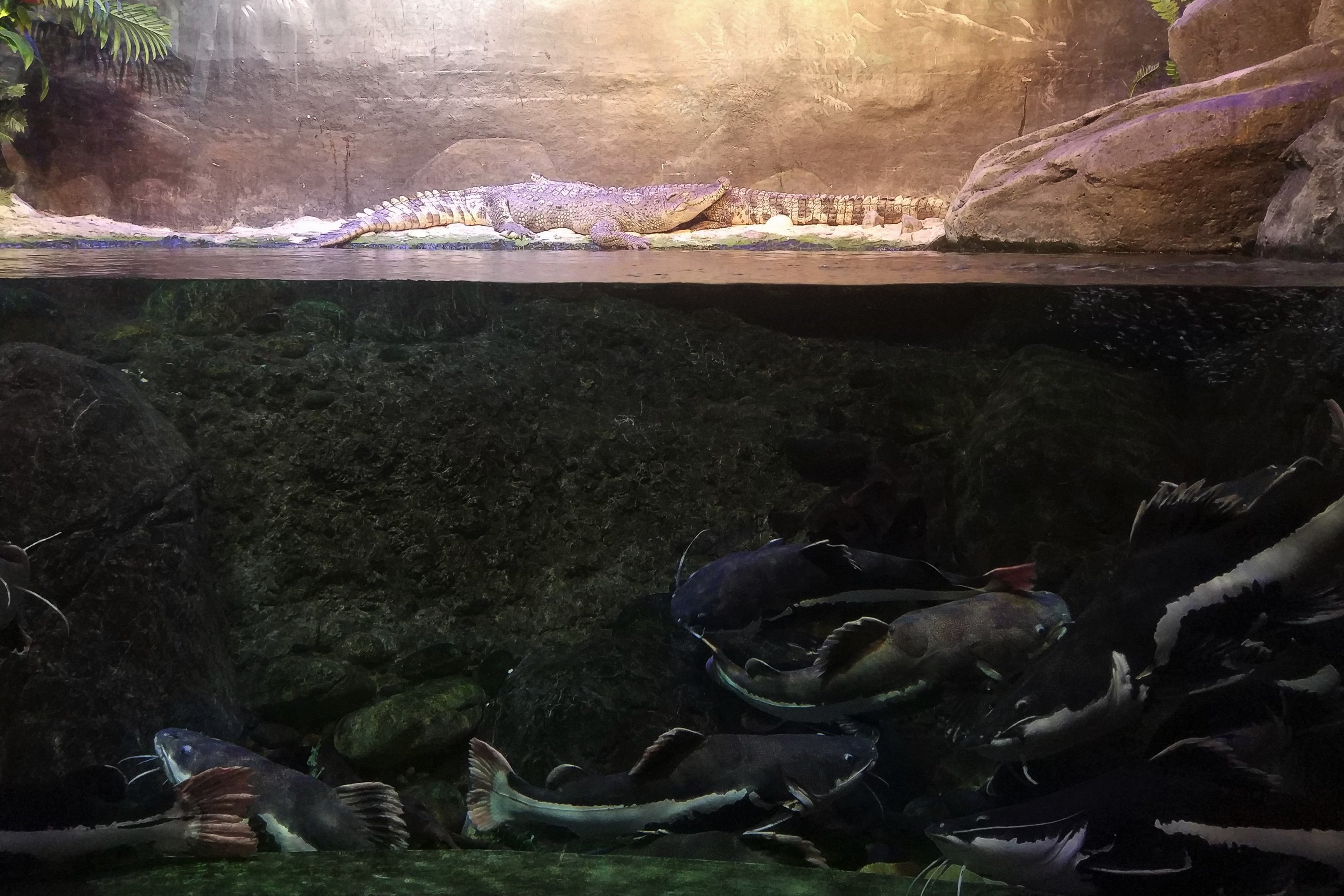 Chinese Alligators and Catfish Exhibit