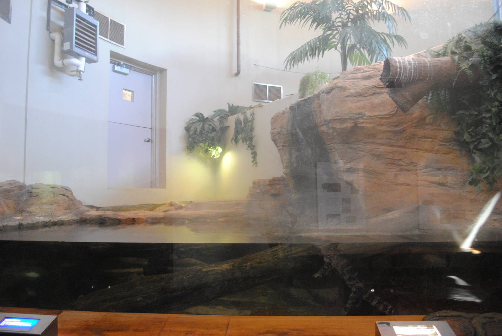 Chinese Alligators exhibit