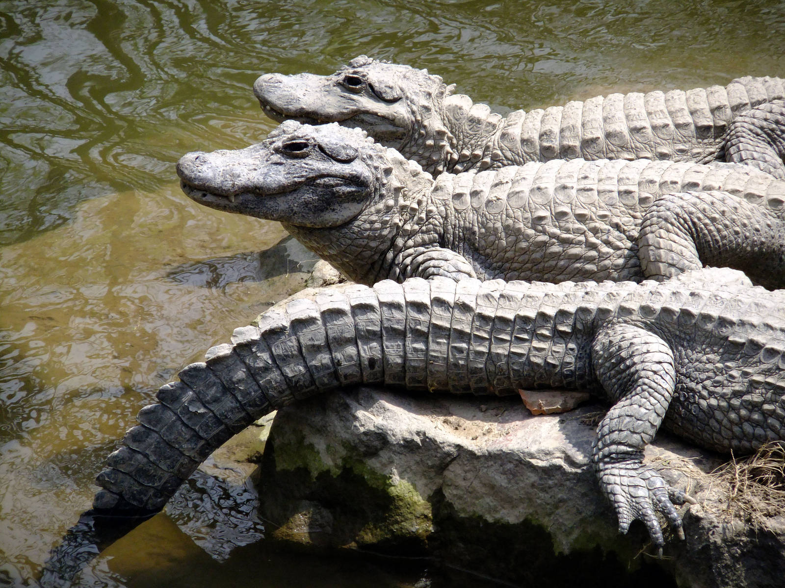 Chinese Alligators