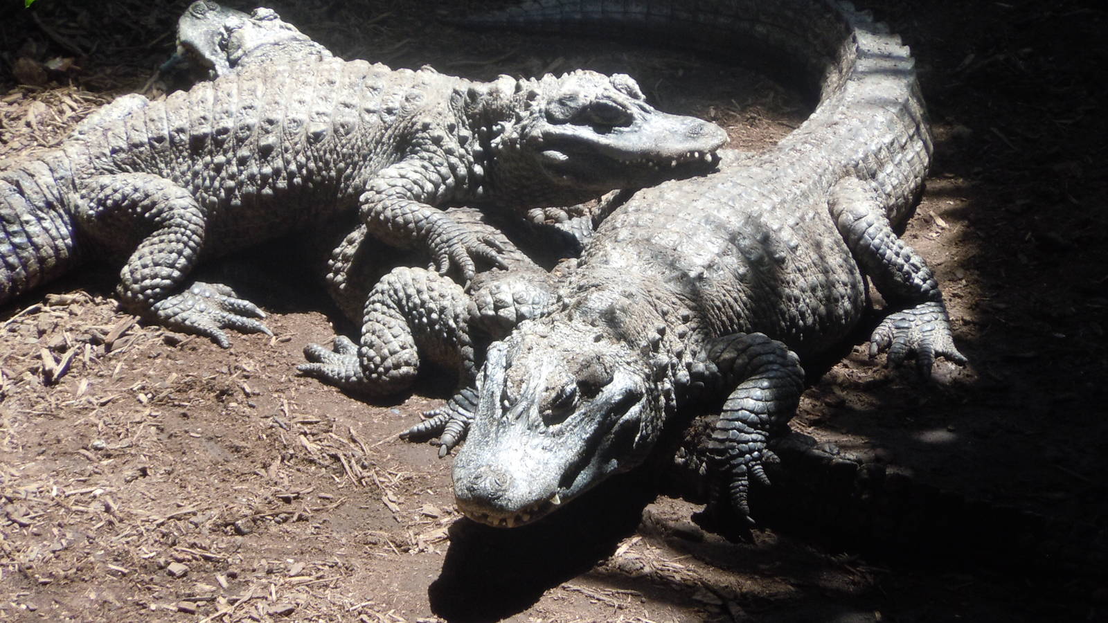 Chinese Alligators