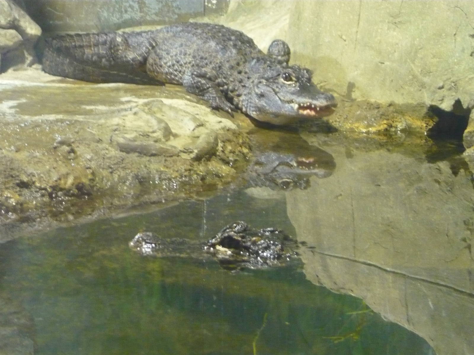 Chinese alligators
