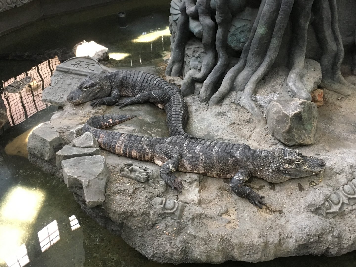 Chinese Alligators