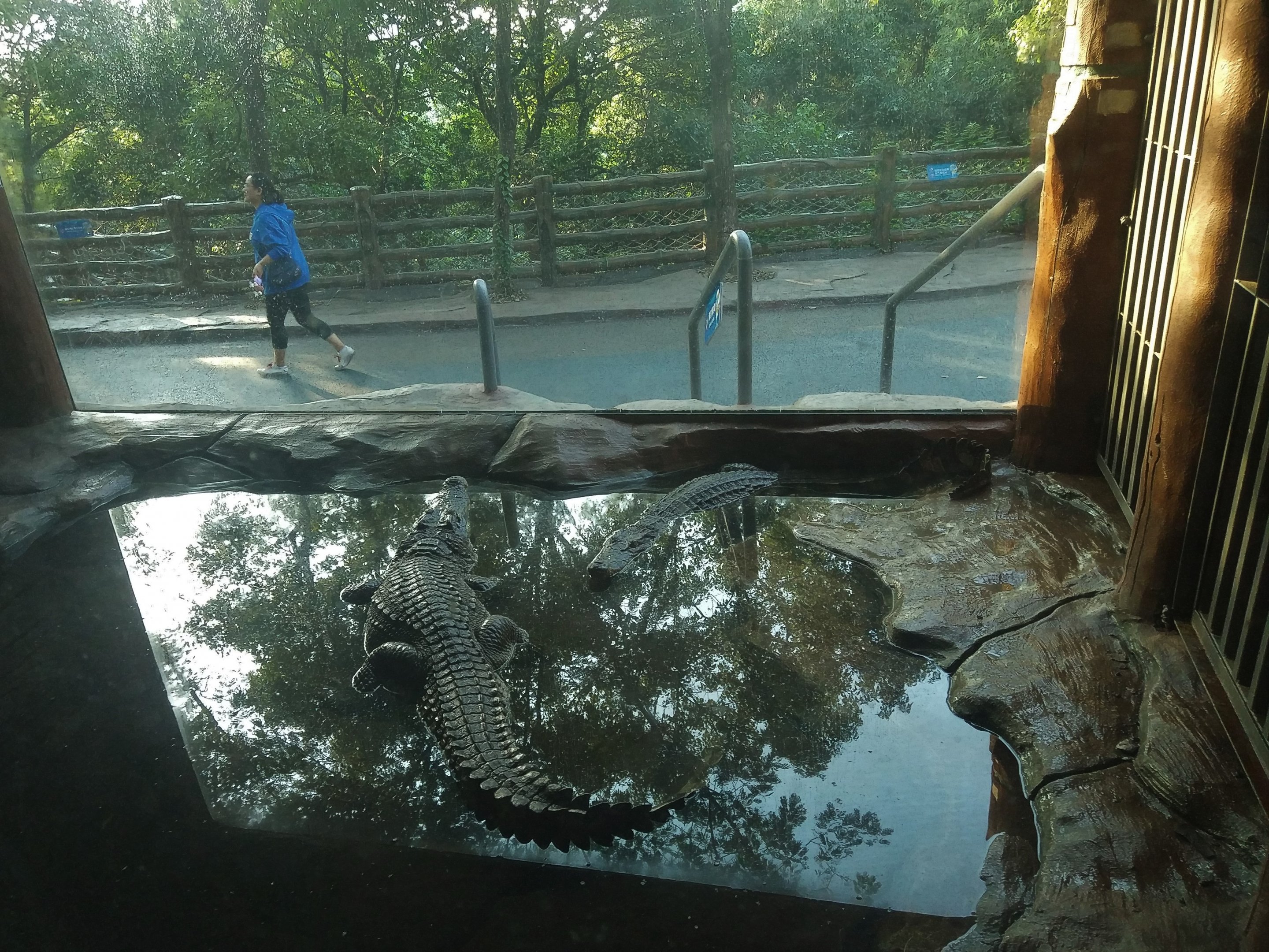 Chinese Alligators