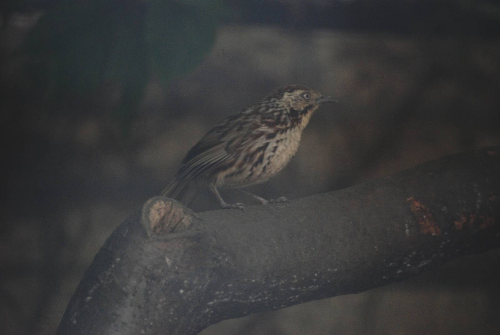 Chinese Babax at Tierpark Berlin, 01/09/11