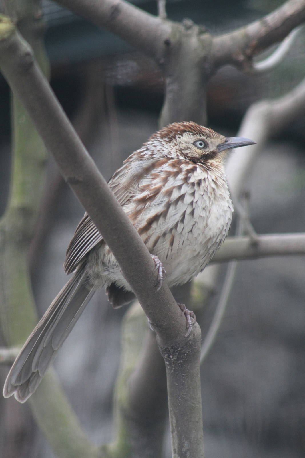 Chinese Babax (Babax lanceolatus)
