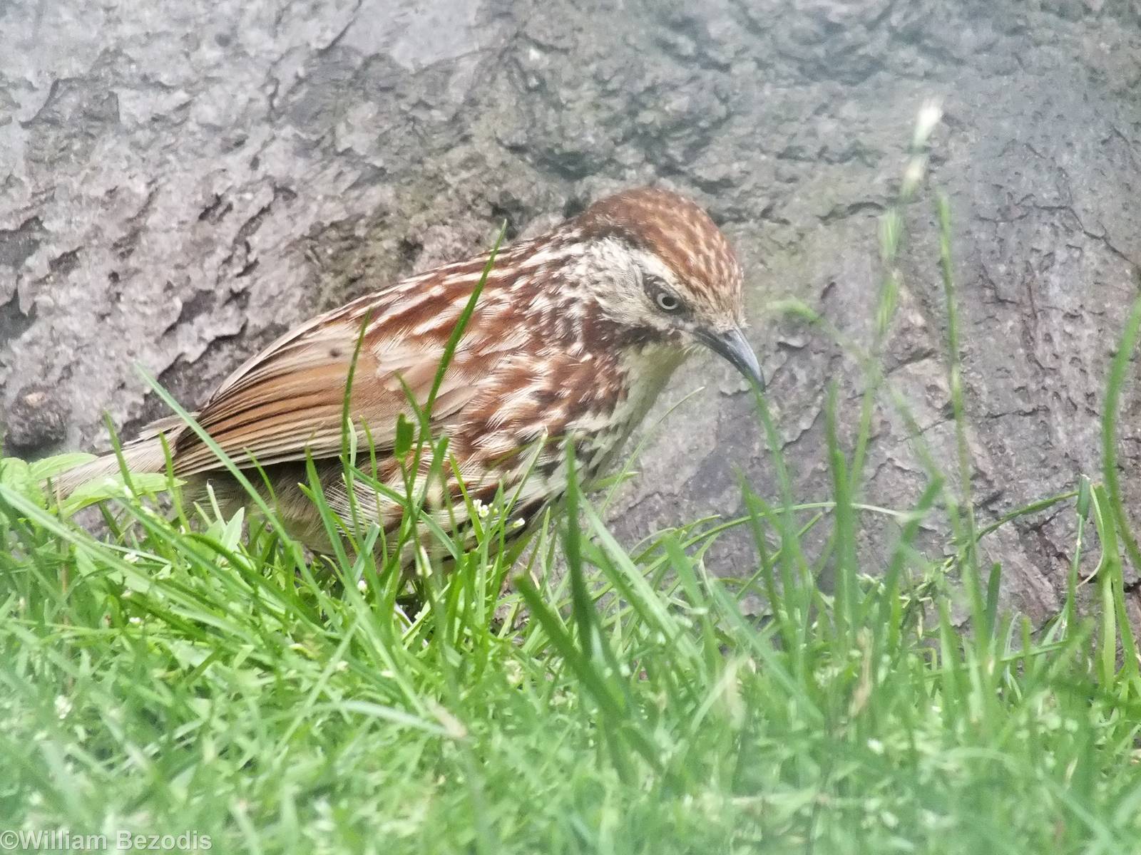 Chinese Babax in the Pheasantry
