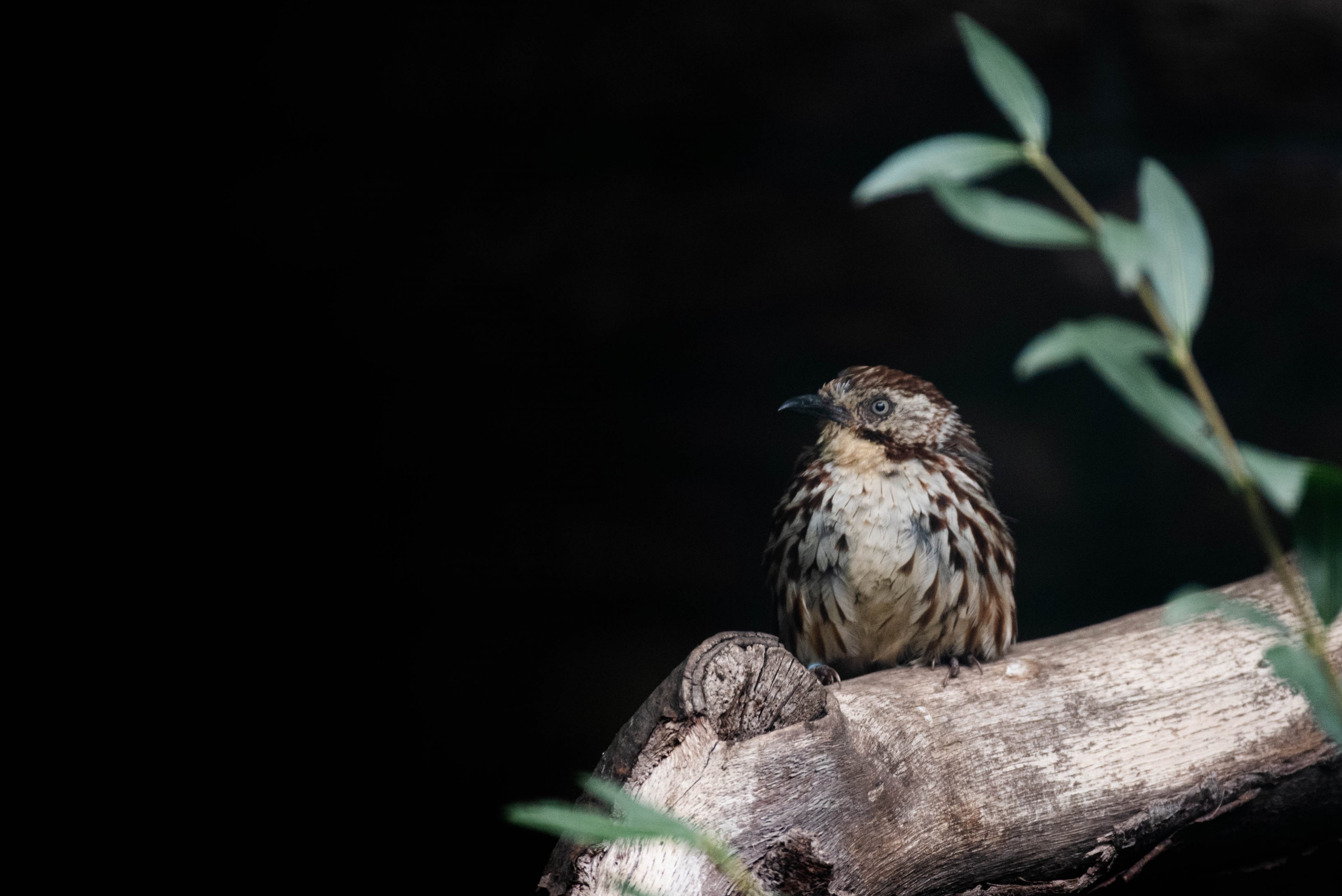 Chinese babax - Pterorhinus lanceolatus