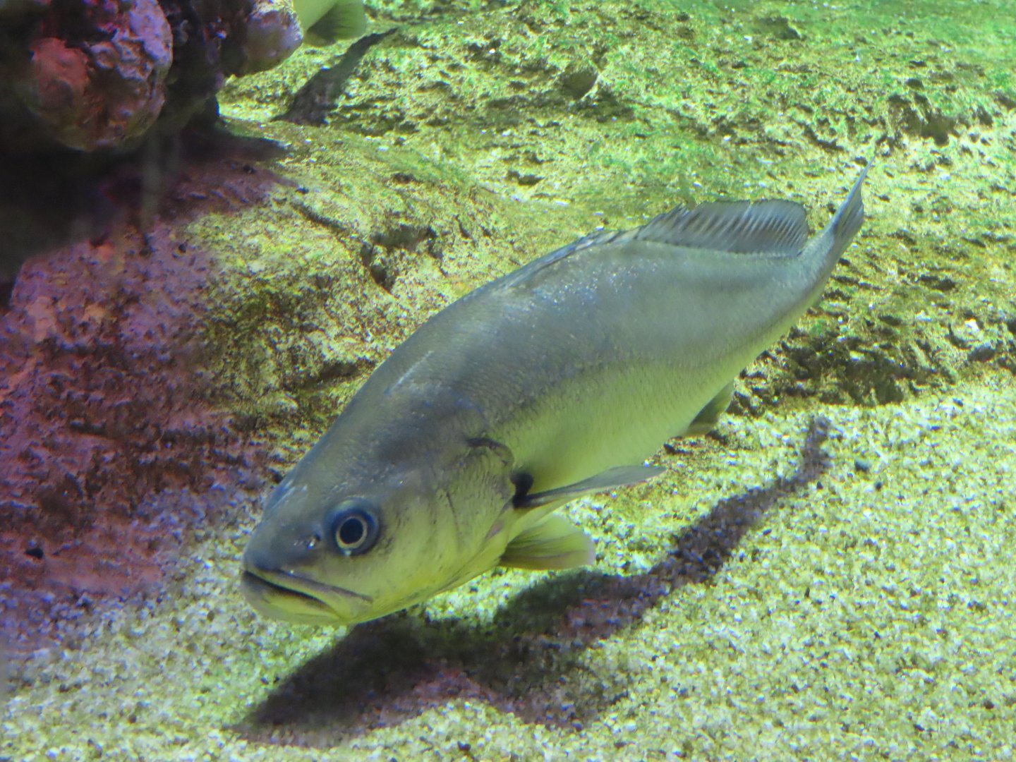 Chinese bahaba (Bahaba taipingensis)