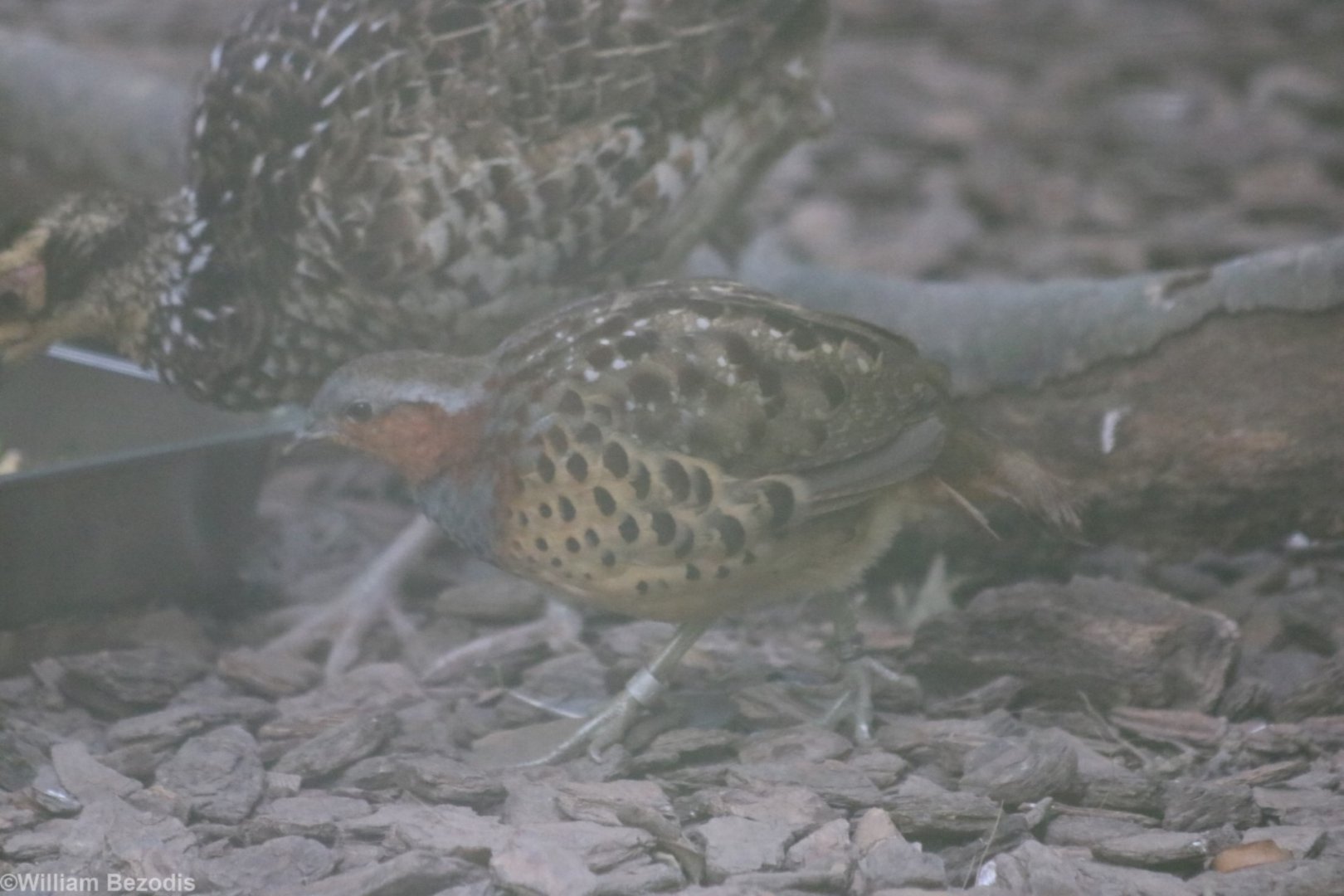 Chinese Bamboo Partidge