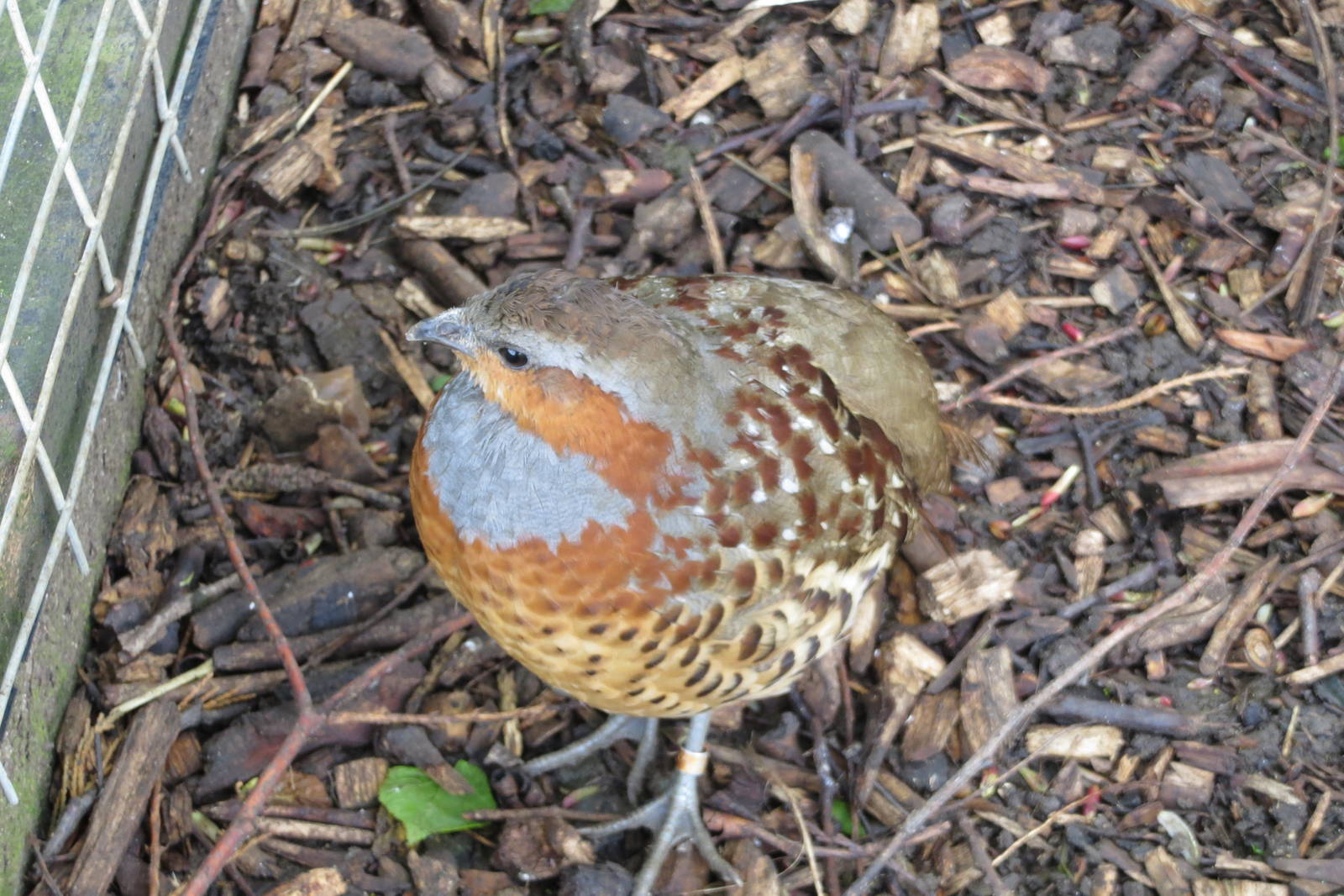 Chinese Bamboo Partridge 090515
