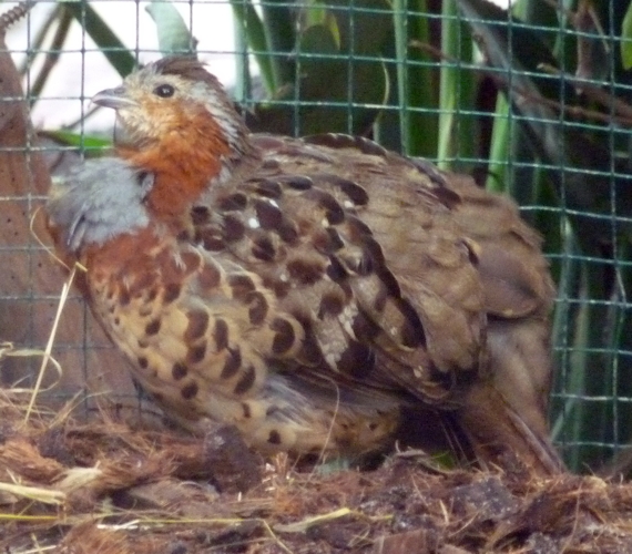 Chinese bamboo partridge (Bambusicola thoracica)