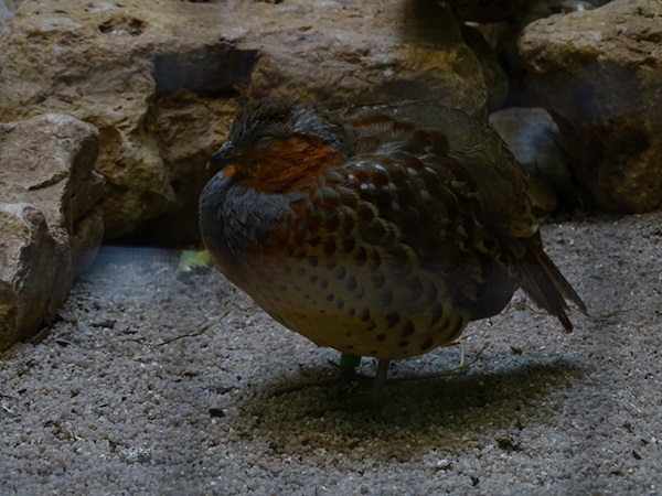 Chinese bamboo-partridge (Bambusicola thoracica)