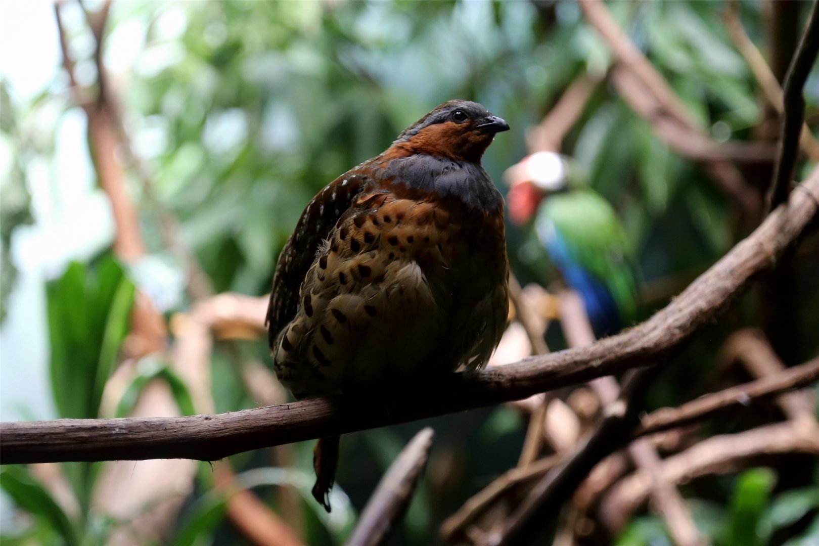 Chinese Bamboo Partridge (Bambusicola thoracicus), May 2017