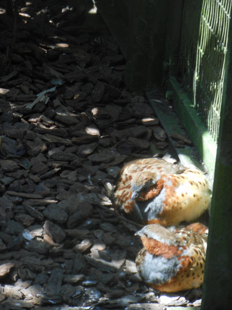 Chinese Bamboo Partridge (Bambusicola thoracicus)