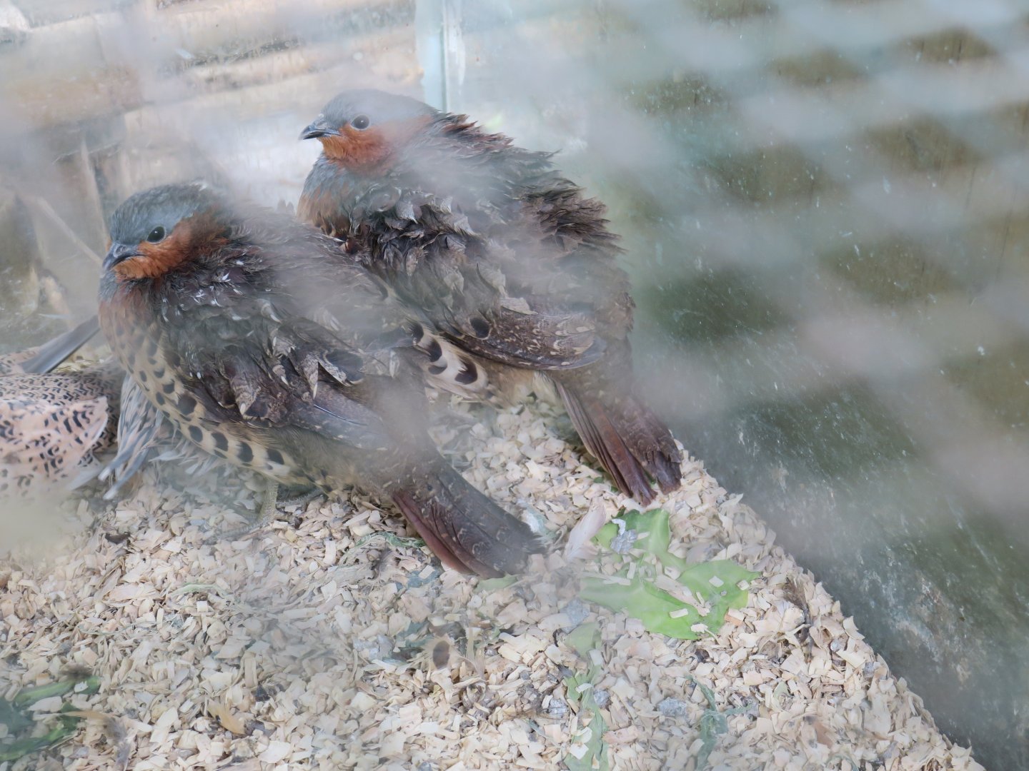 Chinese bamboo partridge (Bambusicola thoracicus)